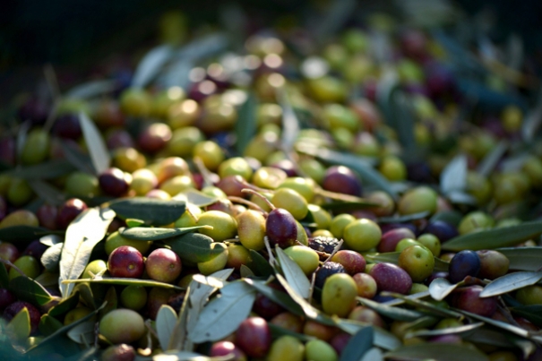 Why Is Olive Oil A Healthy Food?