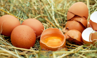 Forms of Egg Products Available for Professionals