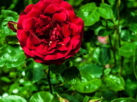 7 sposobów na budowanie romantycznej atmosfery, gdy motyle w brzuchu trochę zaspały