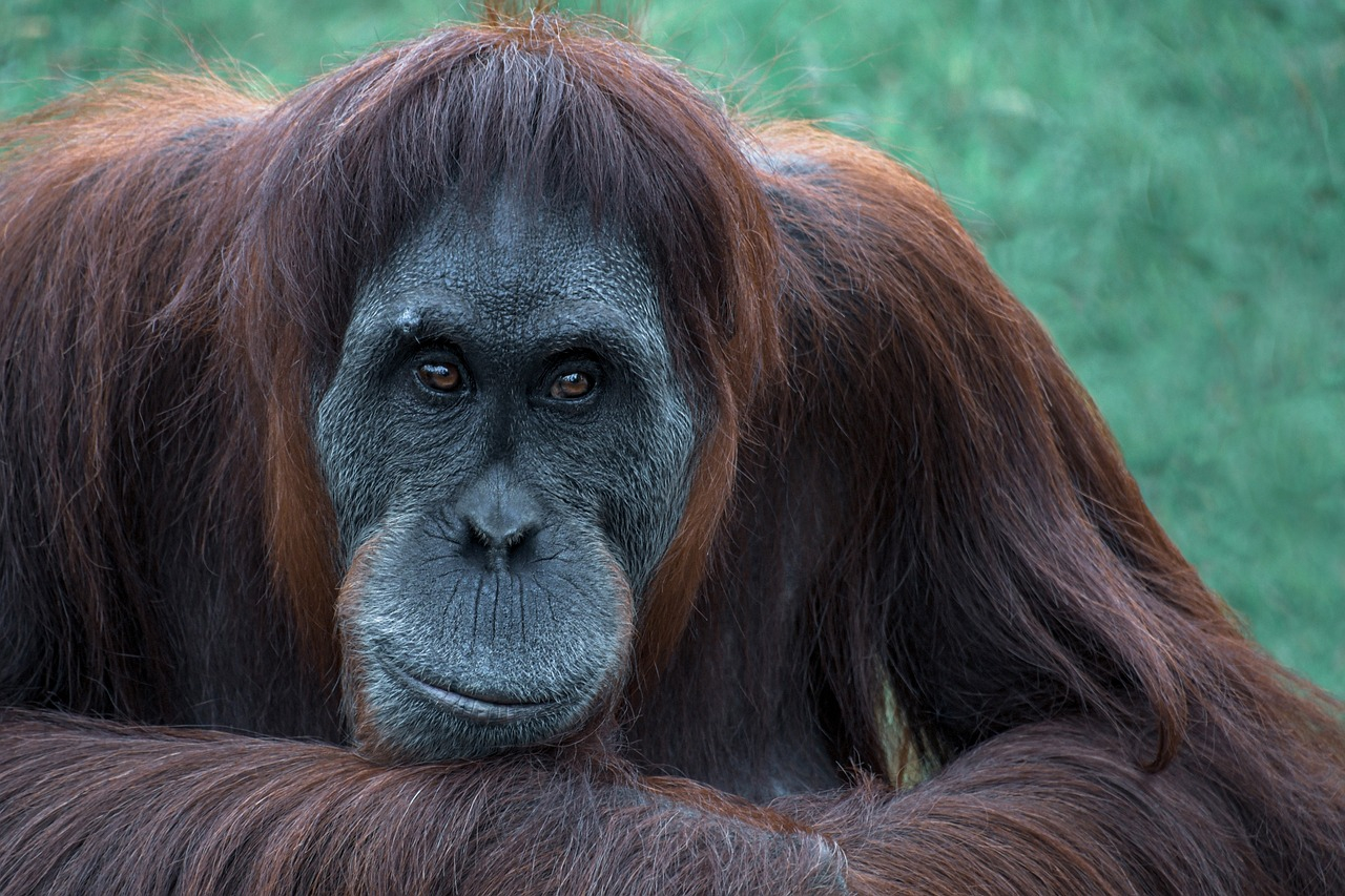 Un orang-outan d&#039;Indonésie utilise une plante médicinale pour se soigner