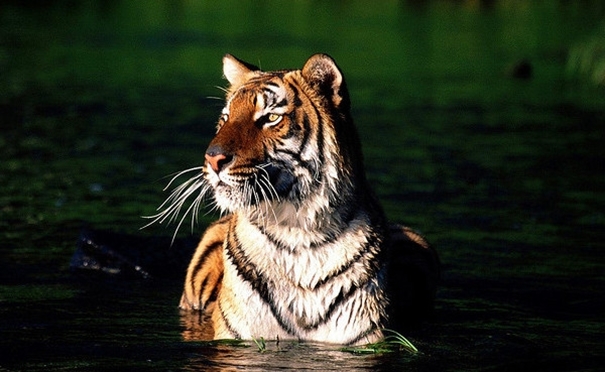 On the Trail of Bengal Tigers on Tiger Tours 
