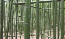 Moodabidri - The Bamboo Land 