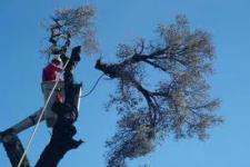 Tree Pruning: What&#039;s the Point?