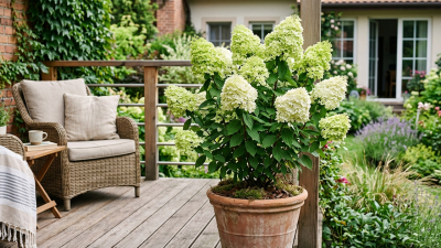 Mały ogród, wielki styl – jak zaaranżować hortensję bukietową Mojito na ograniczonej przestrzeni?