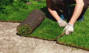 Podział trawników rolowanych ze względu na przeznaczenie