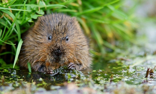 Facts About Water Vole
