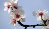 Almond Orchard Sustainability Lifecycle Study Highlights Greenhouse Gas Benefits,