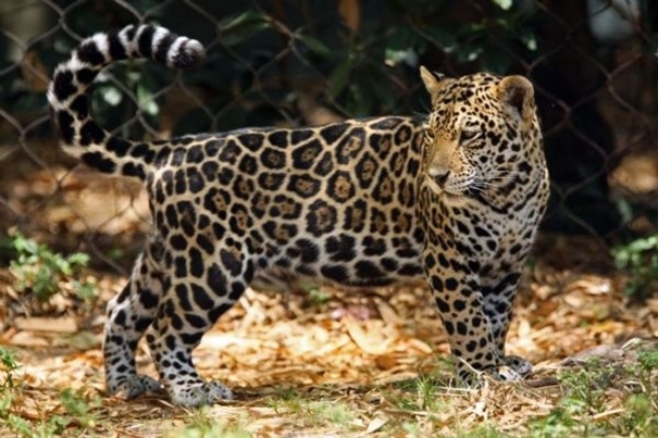 The Wild Life of a Jaguar Cub