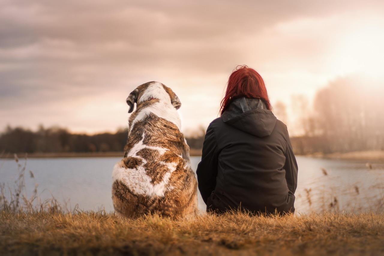 Liebst du Hunde? In diesem Haus kannst du mit ihnen leben.