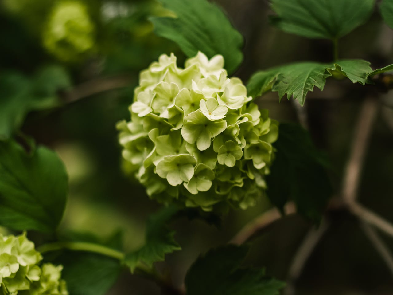hortensja bukietowa Mojito