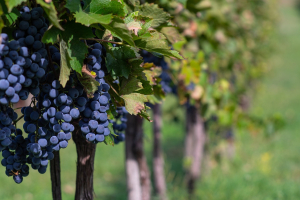 vignobles français